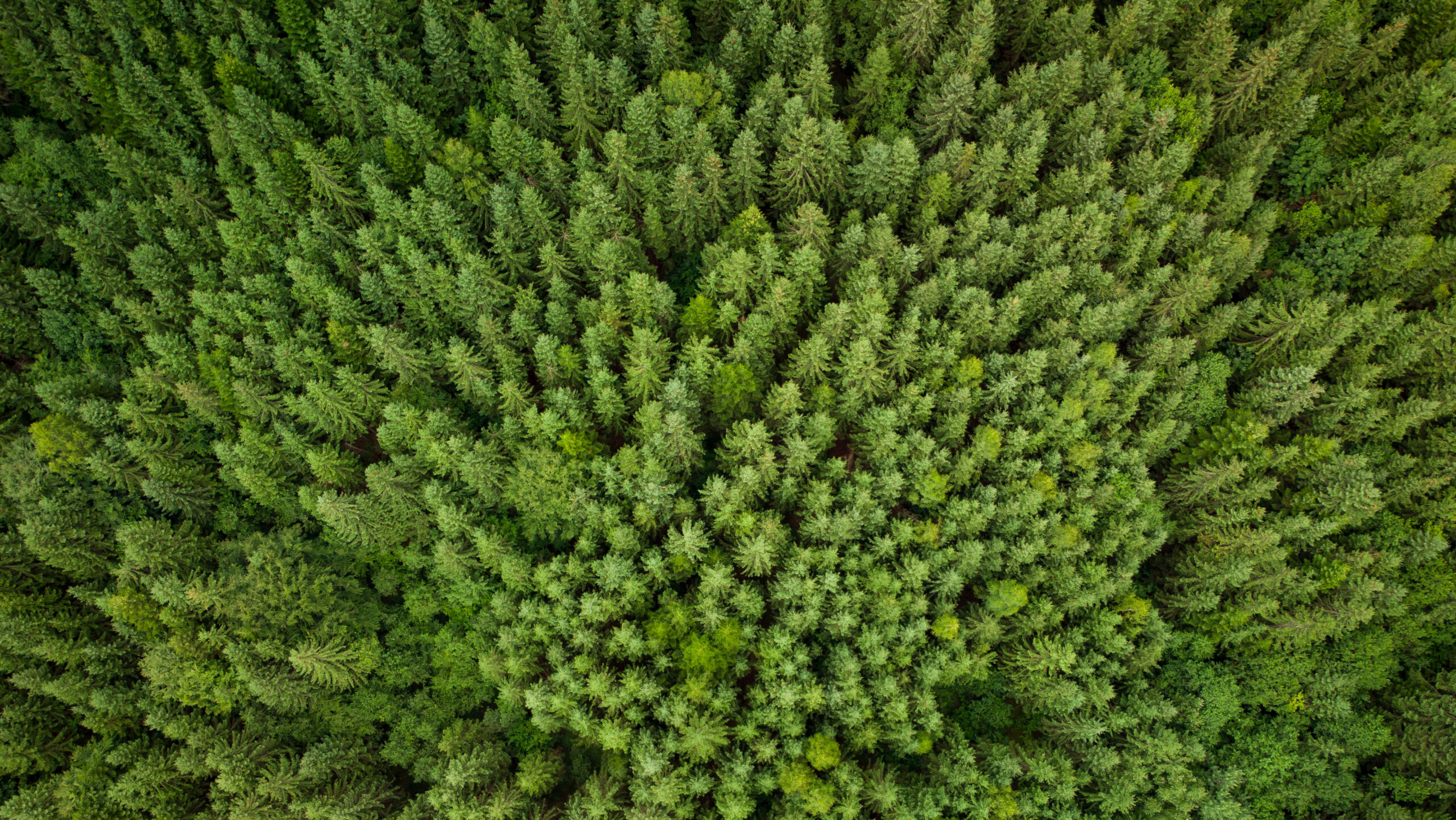 green trees aerial top down view
